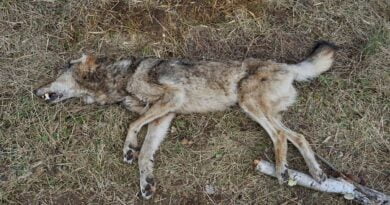 martwy wilk fot. Nadleśnictwo Bolewice