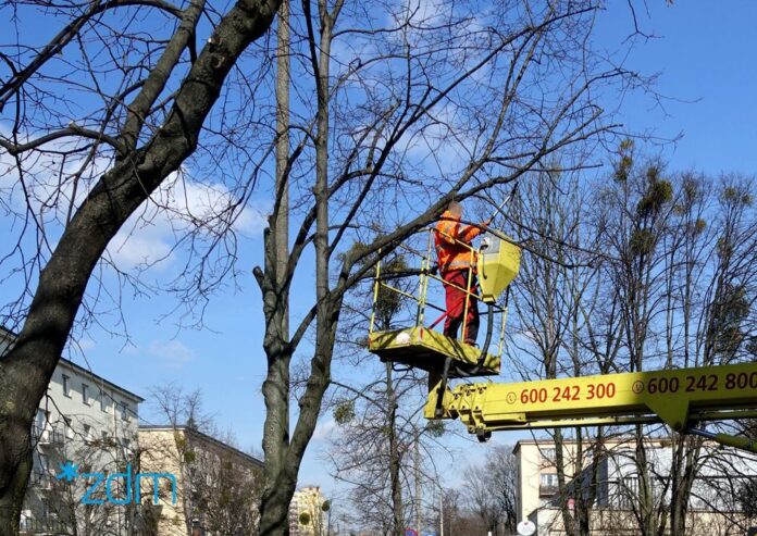 pielęgnacyjne przycinanie drzew fot. ZDM
