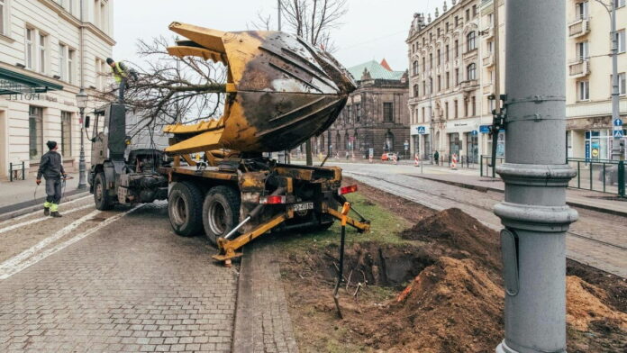 przesadzanie klonów i cisów fot. PIM