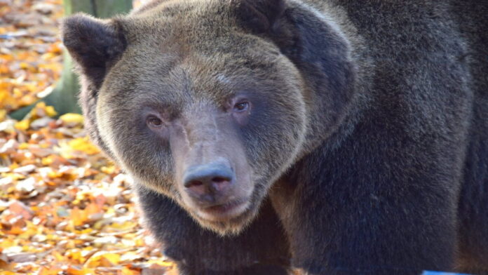 Wojtusia fot. Zoo Poznań