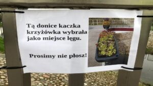 Kaczka w doniczce fot. Zieleń Miejska Września