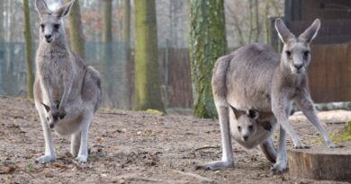 kangury z młodymi fot. Zoo Poznań
