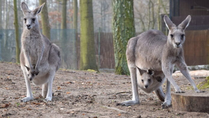 kangury z młodymi fot. Zoo Poznań