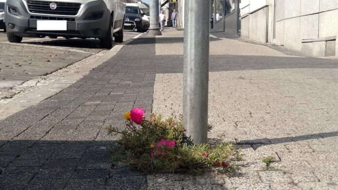 portulaka na św. Marcinie