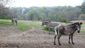nowa zebra fot. Zoo Poznań