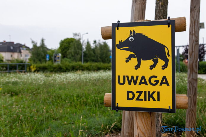 Uwaga dziki dzik Poznań fot. Sławek Wąchała