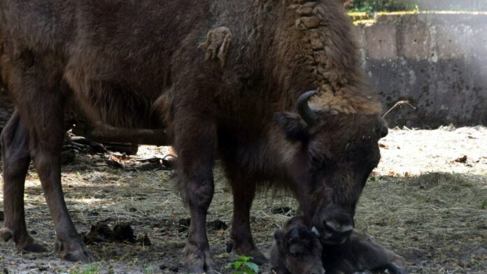 mały żubr fot. Zoo Poznań