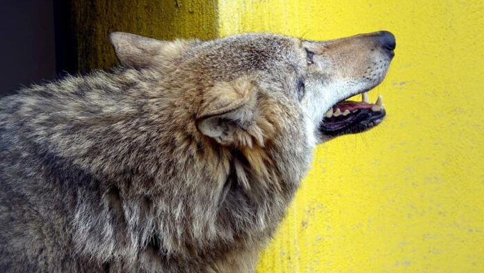 wilk Aureliusz fot. Zoo Poznań