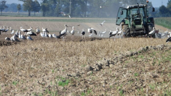 Stada bocianów białych tuż przed odlotem na zimowiska, Opolszczyzna, sierpień 2021 r., fot. Joachim Siekiera