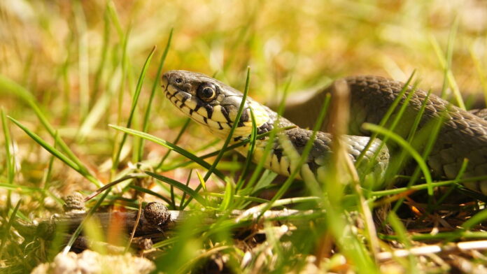 Zaskroniec fot. PN Puszcza Białowieska pixabay