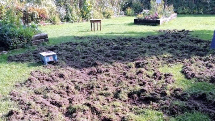 Cytadela, efekt działalności dzików fot. CZK