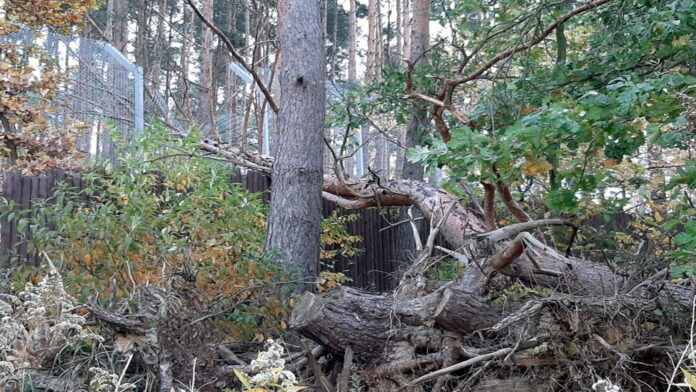 Nowe Zoo po wichurze fot. Zoo Poznań