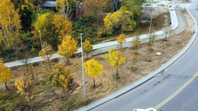 przesadzanie klonów fot. UMP