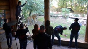Tygrysy sprzątają zoo fot. Zoo Poznań