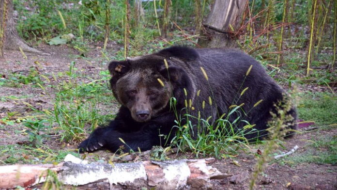 niedźwiedzica Ewka fot. Zoo Poznań