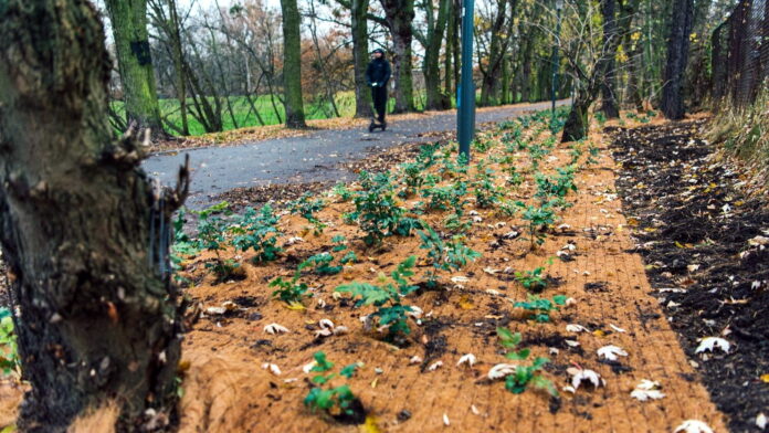 park Wodziczki fot. UMP