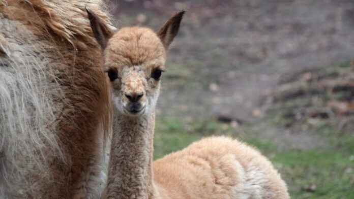 wikunia andyjska fot. Zoo Poznań