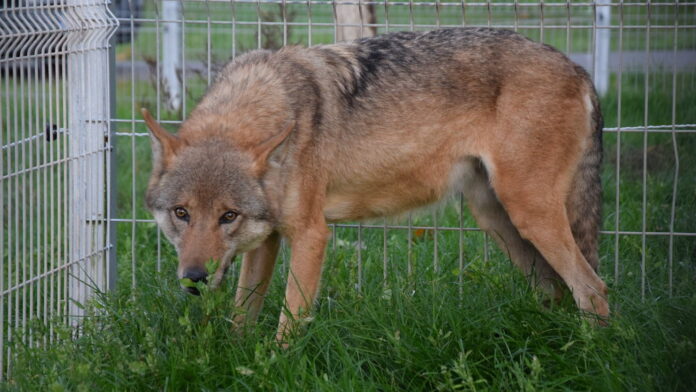wilczyca Gudrun fot. Zoo Poznań