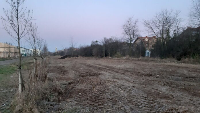wycinka drzew, Strzeszyn fot. Koalicja ZaZieleń