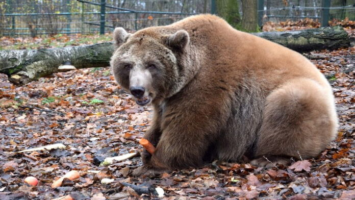 Baloo fot. Zoo Poznań