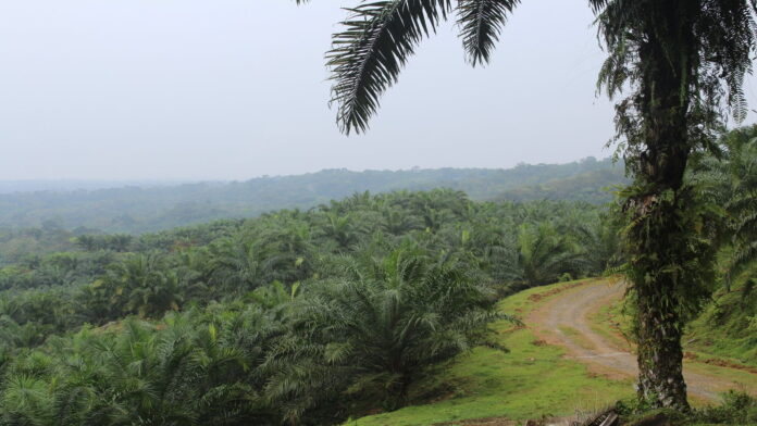 plantacje olejowca fot. UPP