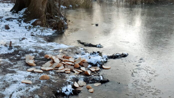 chleb nad Rusałką fot. ZLP