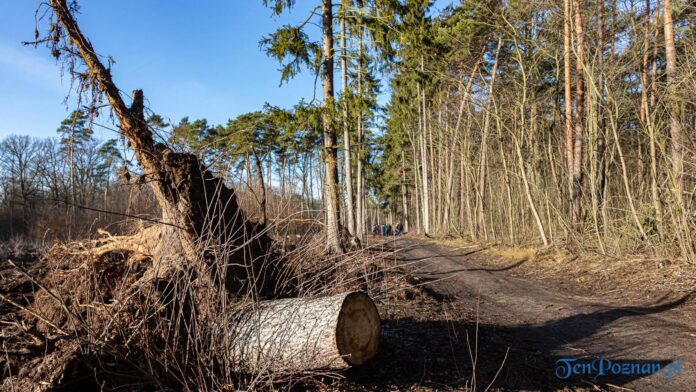 Moratorium dla drzew w lasach ochronnych Poznania - Darzybór fot. Sławek Wąchała