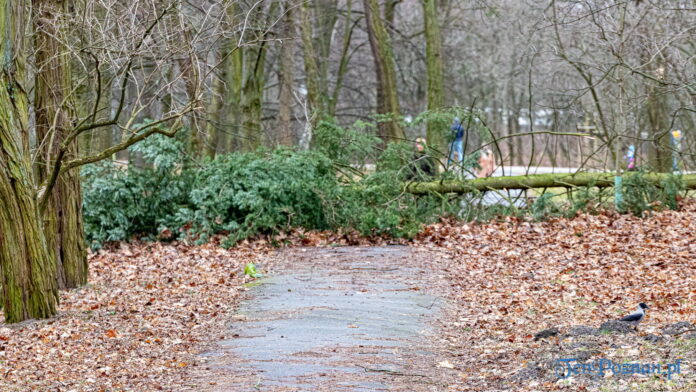 Połamane drzewa Park Cytadela fot. Sławek Wąchała