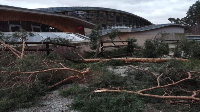 połamane drzewa w Nowym Zoo fot. Zoo Poznań