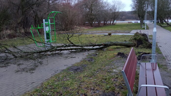 połamane drzewo, Rusałka fot. L. Łada