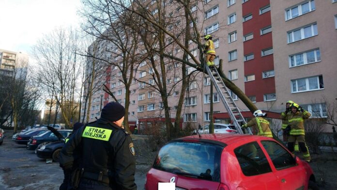 skutki silnego wiatru, połamane drzewo fot. SMMP