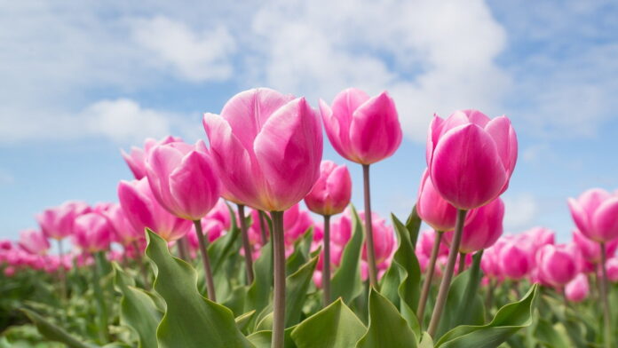 tulipany fot. Skitterphoto, pixabay