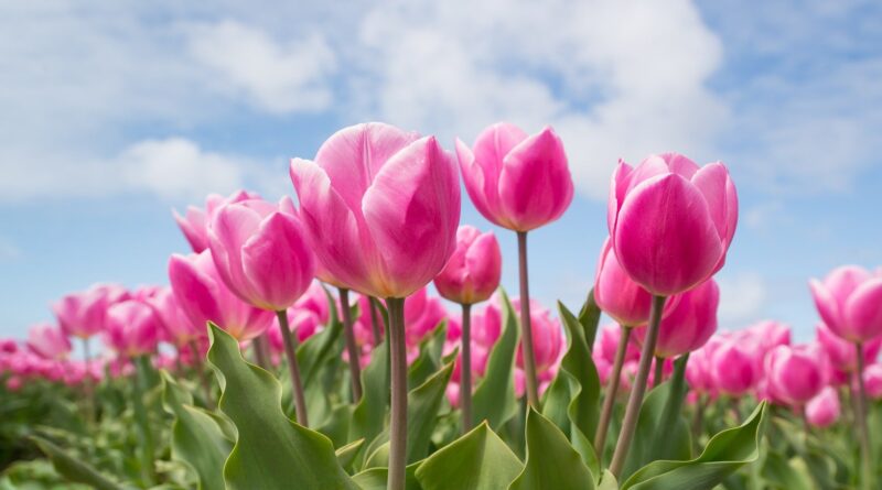tulipany fot. Skitterphoto, pixabay