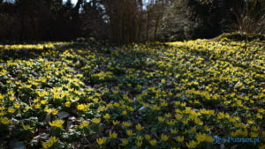 Wiosna w Arboretum w Kórniku fot. Ewa Malicka