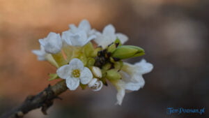 Wiosna w Arboretum w Kórniku fot. Ewa Malicka