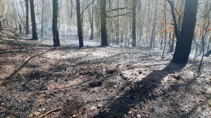 pożar lasu, Małgów fot. KM PSP Kalisz