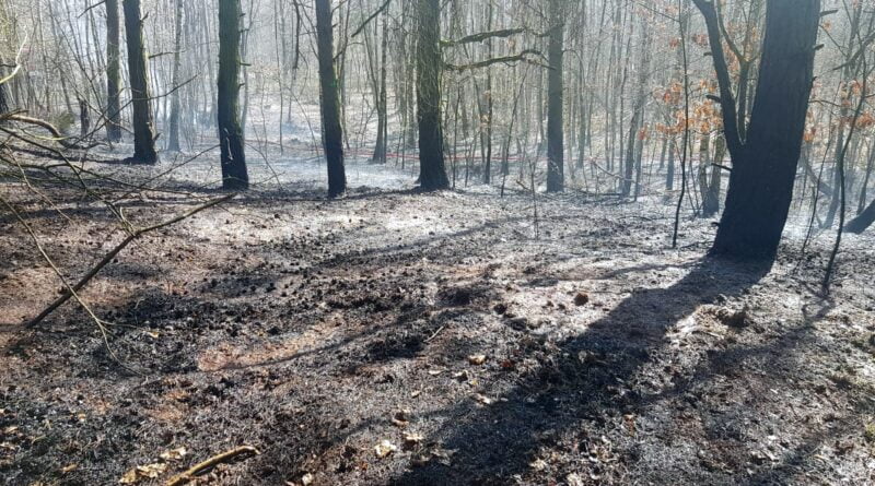 pożar lasu, Małgów fot. KM PSP Kalisz