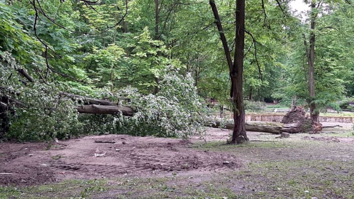 powalone drzewo fot. Zoo Poznań