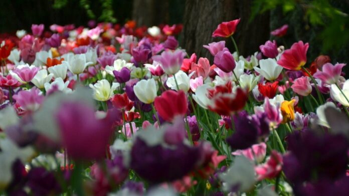 tulipany, Cytadela fot. ZZM