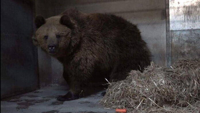 uratowany niedźwiedź fot. Zoo Poznań