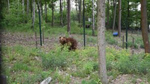uratowany niedźwiedź fot. ZOO Poznań