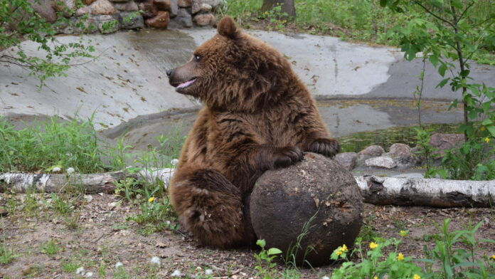 uratowany niedźwiedź fot. ZOO Poznań