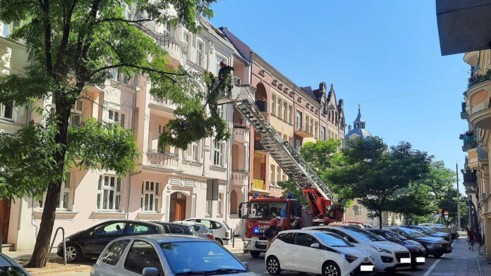 gałąź na Żupańskiego fot. SMMP