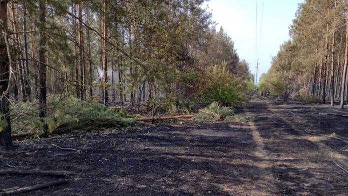 pożar lasu fot. OSP KSRG Lubasz