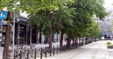Drzewa w centrum Poznania przed Wycinką w ramach Projektu Centrum fot. Meczyński, Stowarzyszenie Plac Wolności