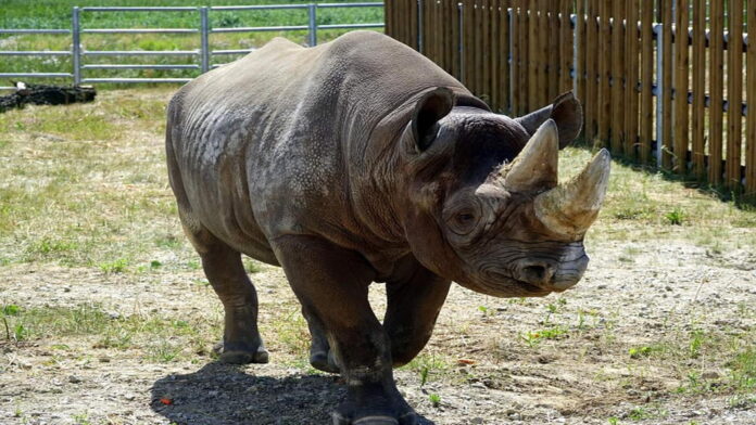 nosorożec Eliasz fot. Zoo Poznań