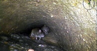 szczury w kanalizacji fot. Aquanet