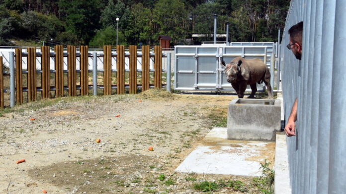 Joe na wybiegu fot. Zoo Poznań