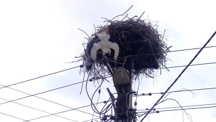 ratowanie bociana fot. OSP Kórnik