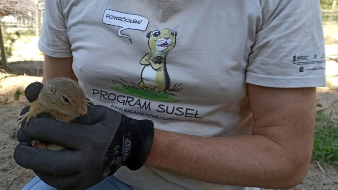 susły idą na wolność fot. Zoo Poznań